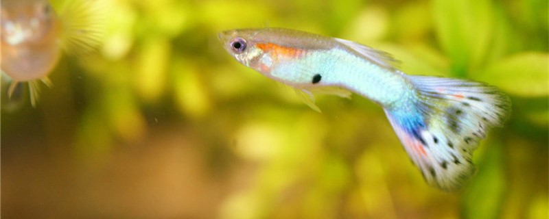 What reason is guppy abdomen big not unripe, how to handle?