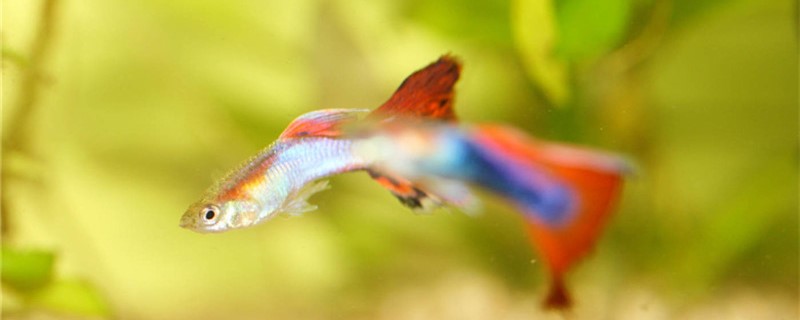 Can guppies be mixed with goldfish? Can they be raised with scavengers?