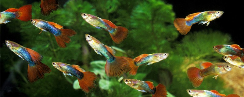 Why doesn't guppy unripe small fish, how to raise ability unripe small fish?