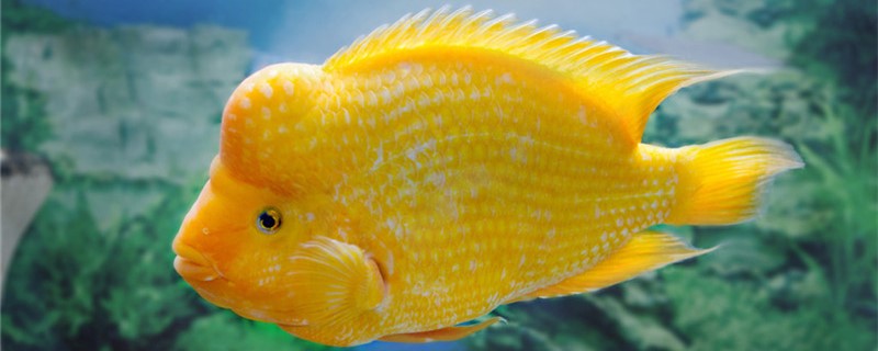鹦鹉鱼可以和金鱼一起养吗，能和锦鲤一起养吗