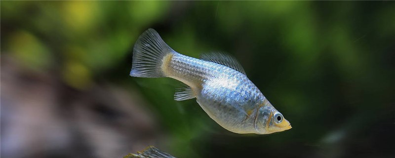 玛丽鱼怀孕多久能生，生出的小鱼怎么养