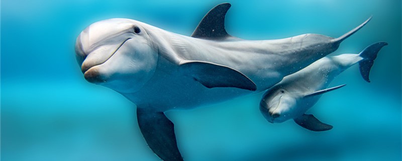 How do dolphins breathe? What do they breathe with?