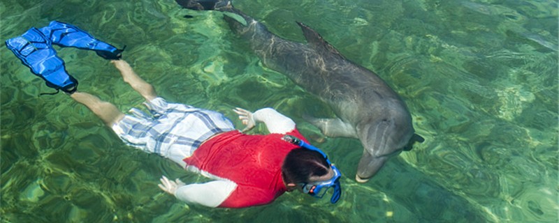 海豚为什么对人类友好，为什么会救落水的人