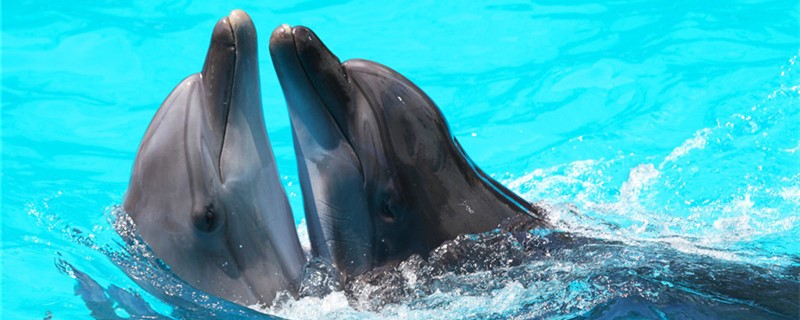 海豚的繁殖方式是什么，是胎生还是卵生