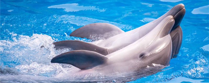 海豚能离开水吗，能在陆地上生活吗