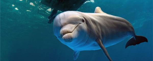 海豚能活多久，多大算成年