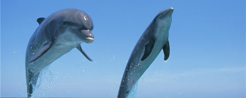 海豚很聪明吗，能理解人类的语言吗