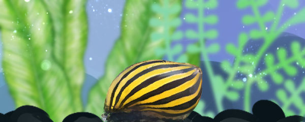 斑马螺吃水草吗，能放草缸养吗