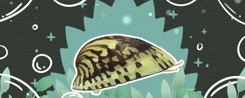 鲍鱼螺产卵吗卵怎么孵化