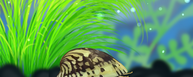 鲍鱼螺吃水草吗，能养在草缸里吗