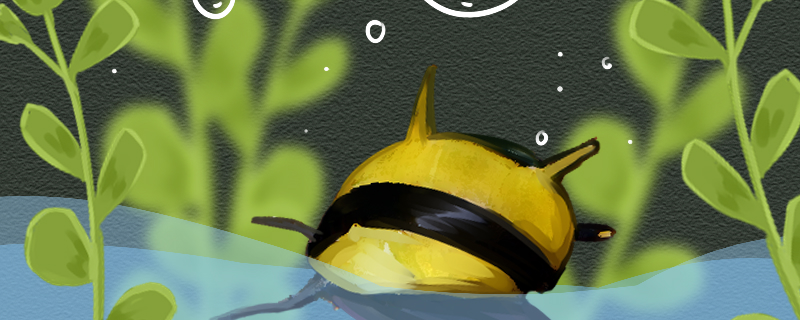 Honeybee horn snail is good raise what, how to raise?