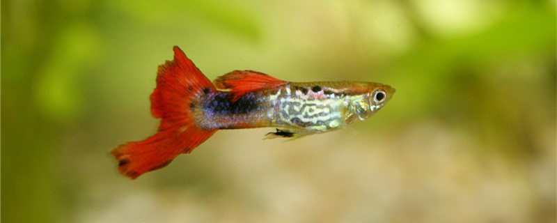 What are the signs of a guppy dying and how to save a dying guppy?