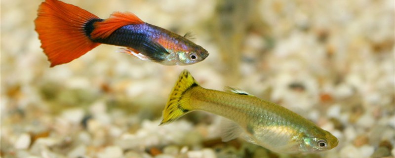 What is anoxic fish tank, can you raise guppy?