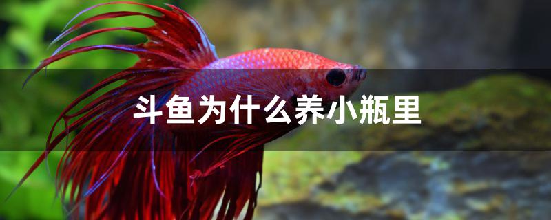 斗魚為什么養(yǎng)在小瓶里