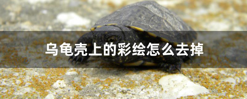 乌龟壳上的彩绘怎么去掉