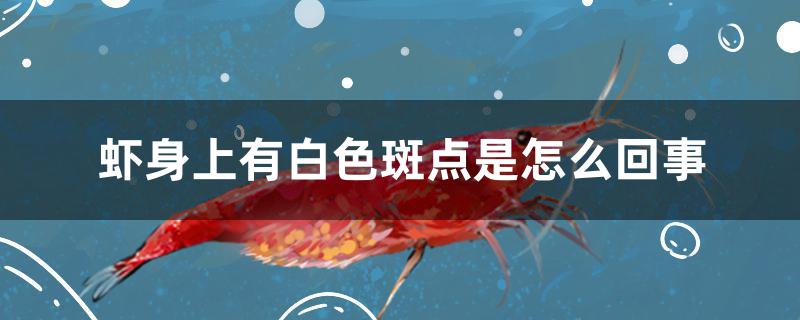 虾身上有白色斑点是怎么回事