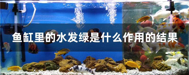 魚缸里的水發(fā)綠是什么作用的結(jié)果