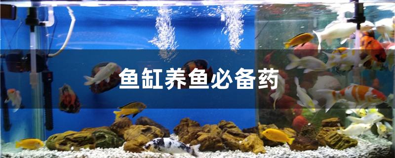 魚缸養(yǎng)魚必備藥有哪些