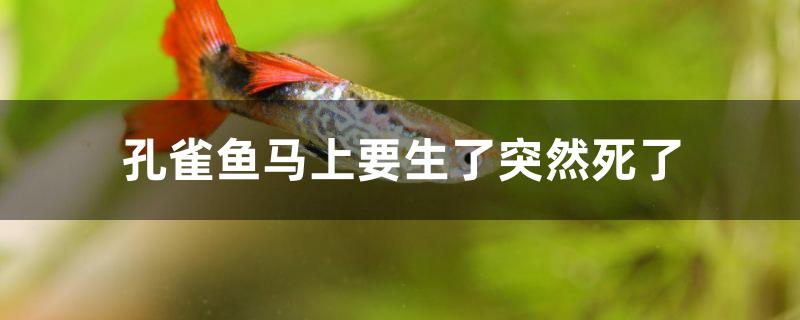 为什么孔雀鱼马上要生却突然死了