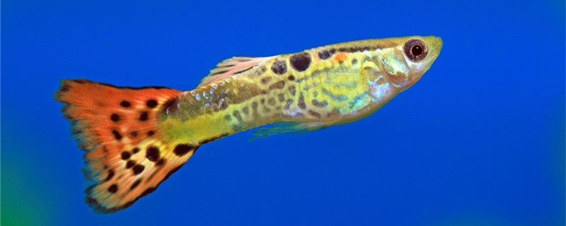 How is guppy motionless to return a responsibility, how to treat?
