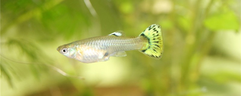 Why do guppies eat their own raw fish and how to prevent guppies from eating the
