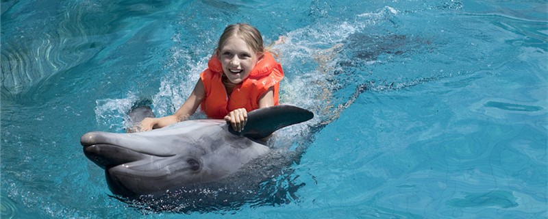 Can dolphins understand people, can they interact with people?