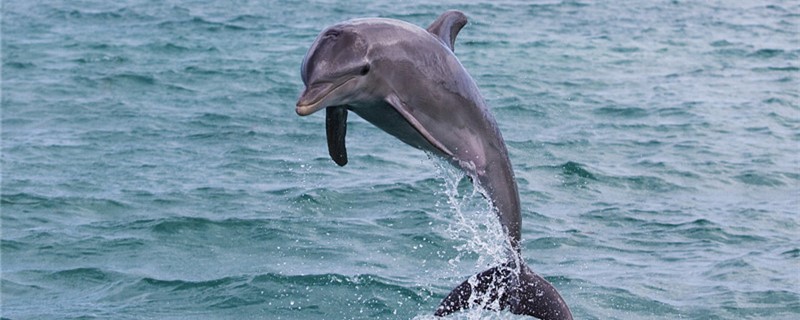 Do dolphins need to sleep, and when?