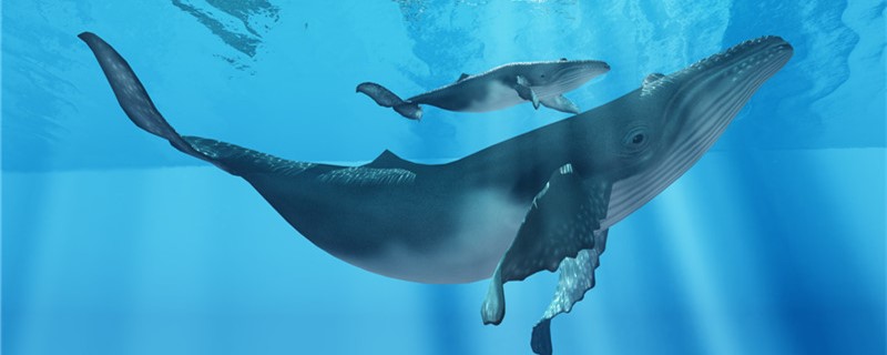 鲸鱼怎么呼吸，在水下能呼吸吗