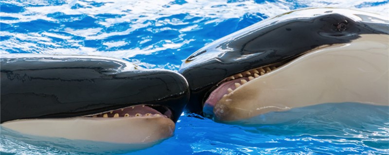 Do whales have teeth? What are teeth for?