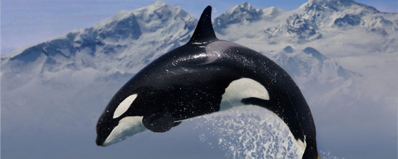 クジラは肺がありますか？クジラの肺はどれぐらい大きいですか？