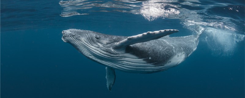 How do whales usually die and where do their bodies go after they die?