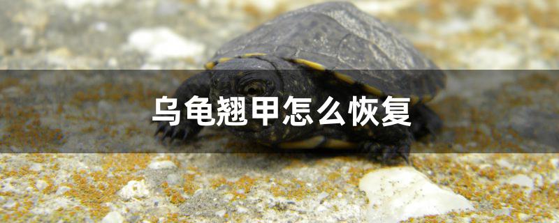 乌龟翘甲怎么恢复