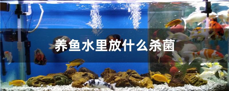 養(yǎng)魚(yú)水里放什么殺菌