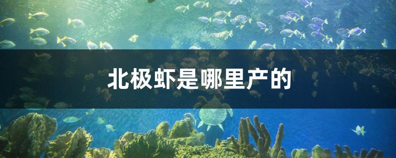 北極蝦是哪里產(chǎn)的 細線銀板魚苗