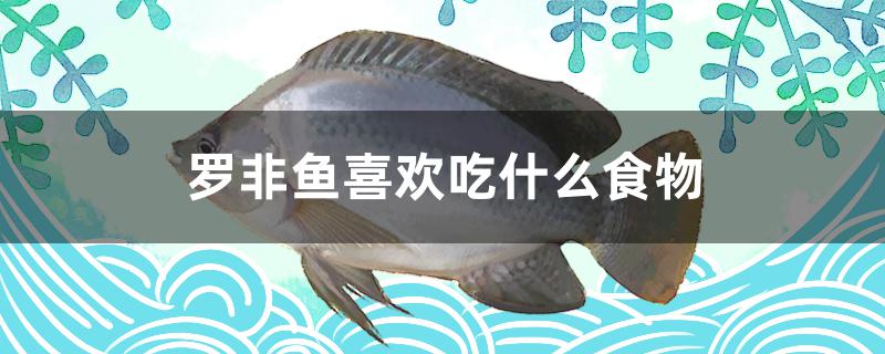 罗非鱼喜欢吃什么食物