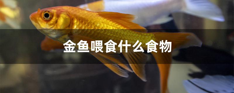 金魚喂食什么食物