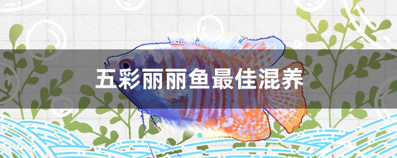 五彩麗麗魚最適合混養(yǎng)什么魚 泰國雪鯽魚