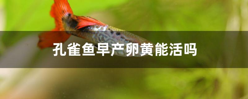 孔雀魚早產(chǎn)卵黃能活嗎