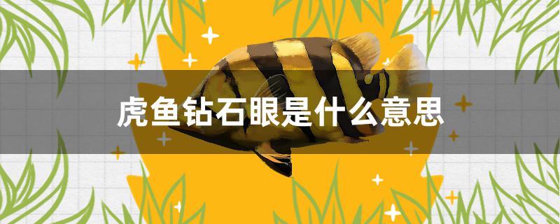 虎魚鉆石眼是什么意思