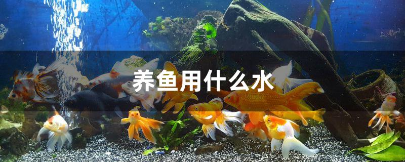 養(yǎng)魚用什么水