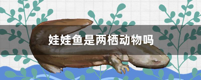 娃娃鱼是两栖动物吗
