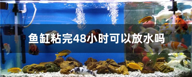 鱼缸粘完48小时可以放水吗