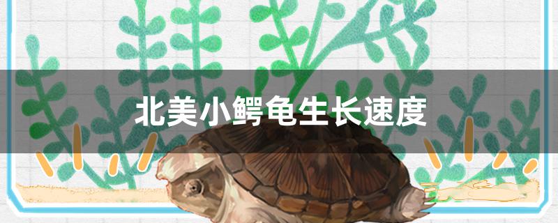 北美小鳄龟生长速度快吗