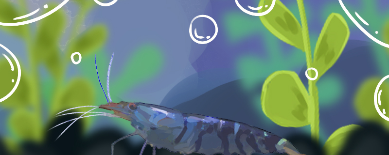 蓝虎纹虾好养吗，怎么养