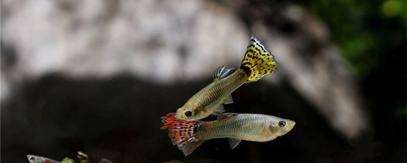 How long does the guppy have the color, how long can grow up?
