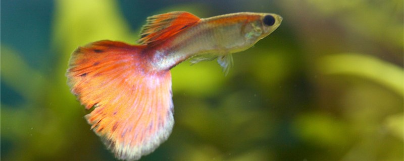 Does guppy need aquarium lamp, with what lamp effect is good?