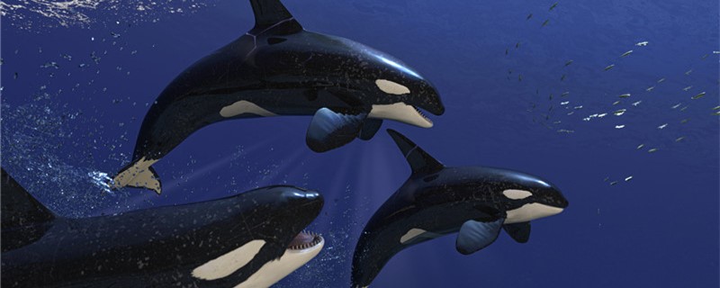 虎鲸和大白鲨谁厉害虎鲸会吃大白鲨吗