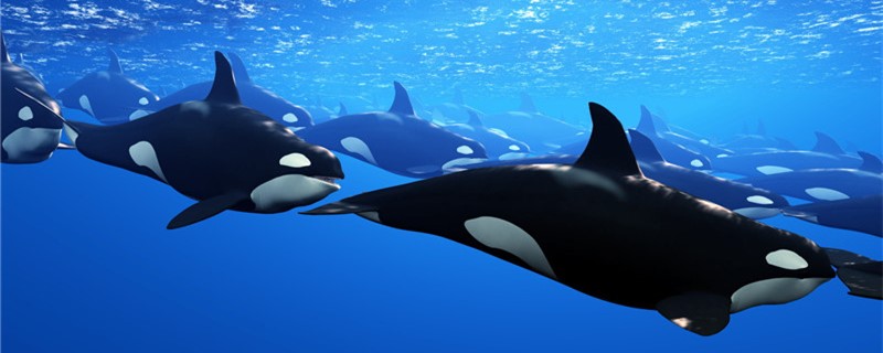 How long do orcas live and how old are they?