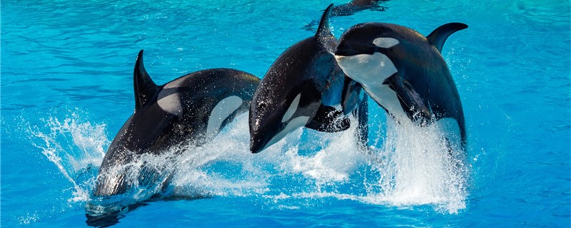 Are orcas mammals, are they viviparous?