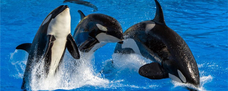 Do orcas like humans? Why don't they attack humans?